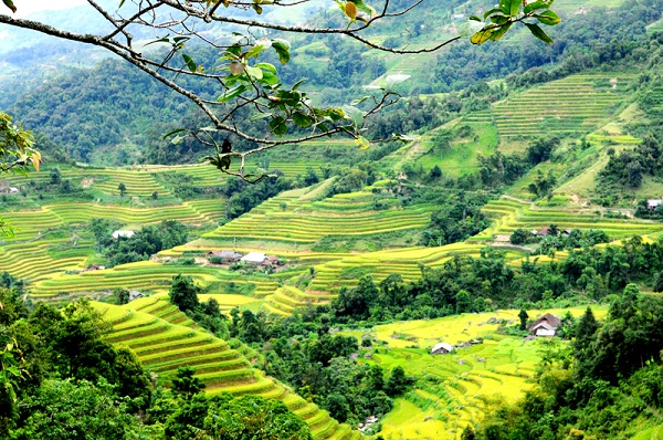 Ruộng bậc thang Hoàng Su Phì – bức tranh kỳ vĩ và hoang sơ